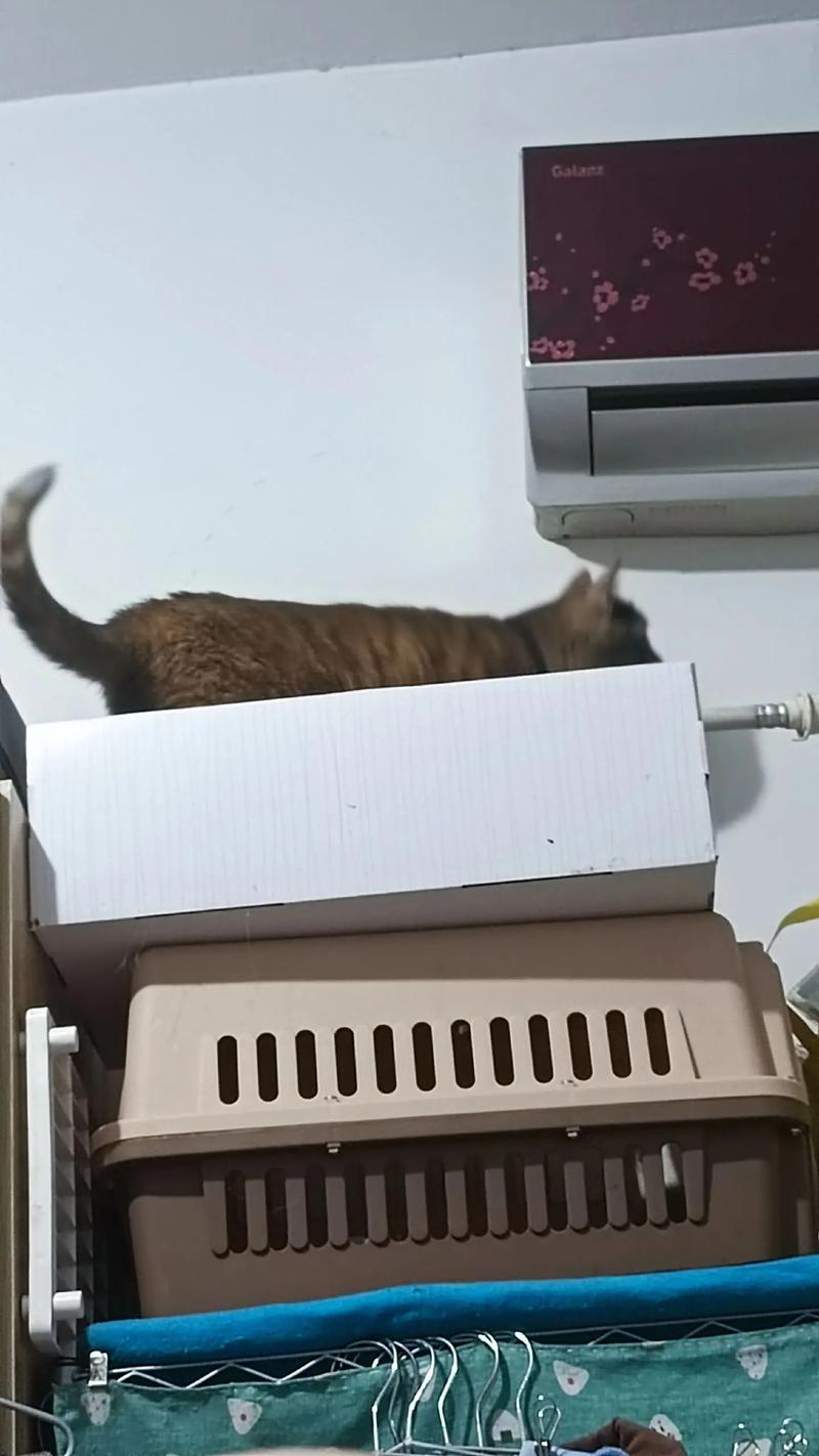  猫咪能吹空调吗，猫咪能吹空调吗冬天