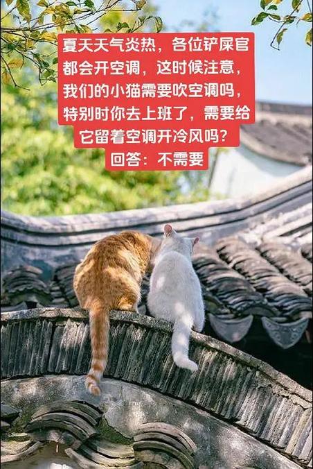 猫咪能吹空调吗,猫咪能吹空调吗冬天-第5张图片-后鲨宠物 猫咪能吹空调吗,猫咪能吹空调吗冬天-第5张图片-后鲨宠物