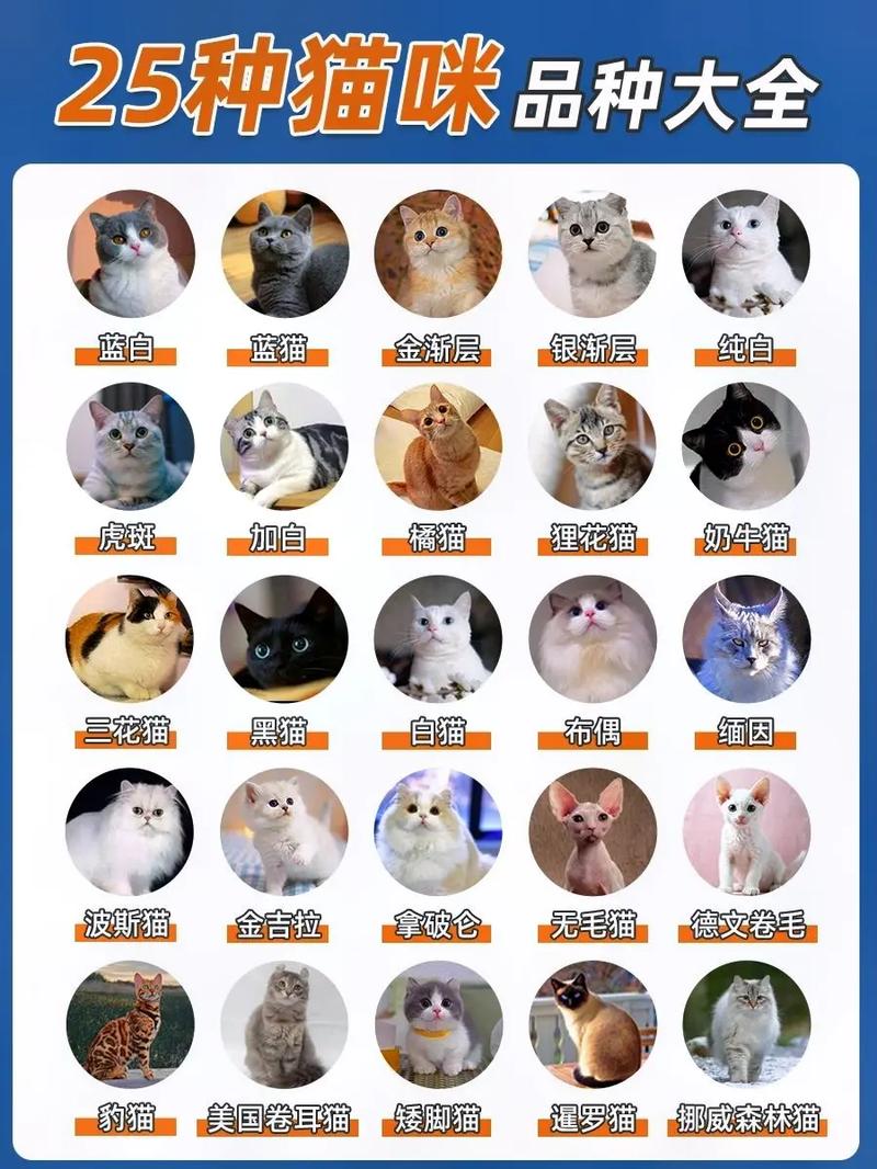 猫咪需要同伴吗,猫咪到底需不需要伙伴-第4张图片-后鲨宠物 猫咪需要同伴吗,猫咪到底需不需要伙伴-第4张图片-后鲨宠物