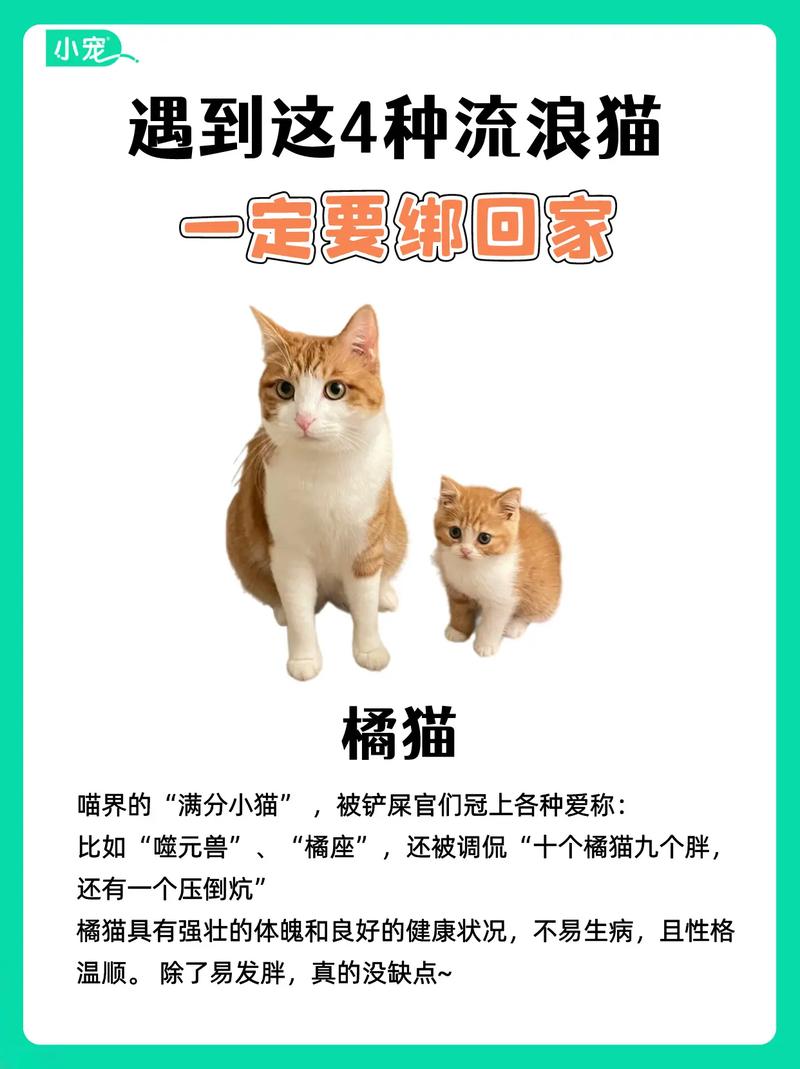 猫咪需要同伴吗,猫咪到底需不需要伙伴-第5张图片-后鲨宠物 猫咪需要同伴吗,猫咪到底需不需要伙伴-第5张图片-后鲨宠物