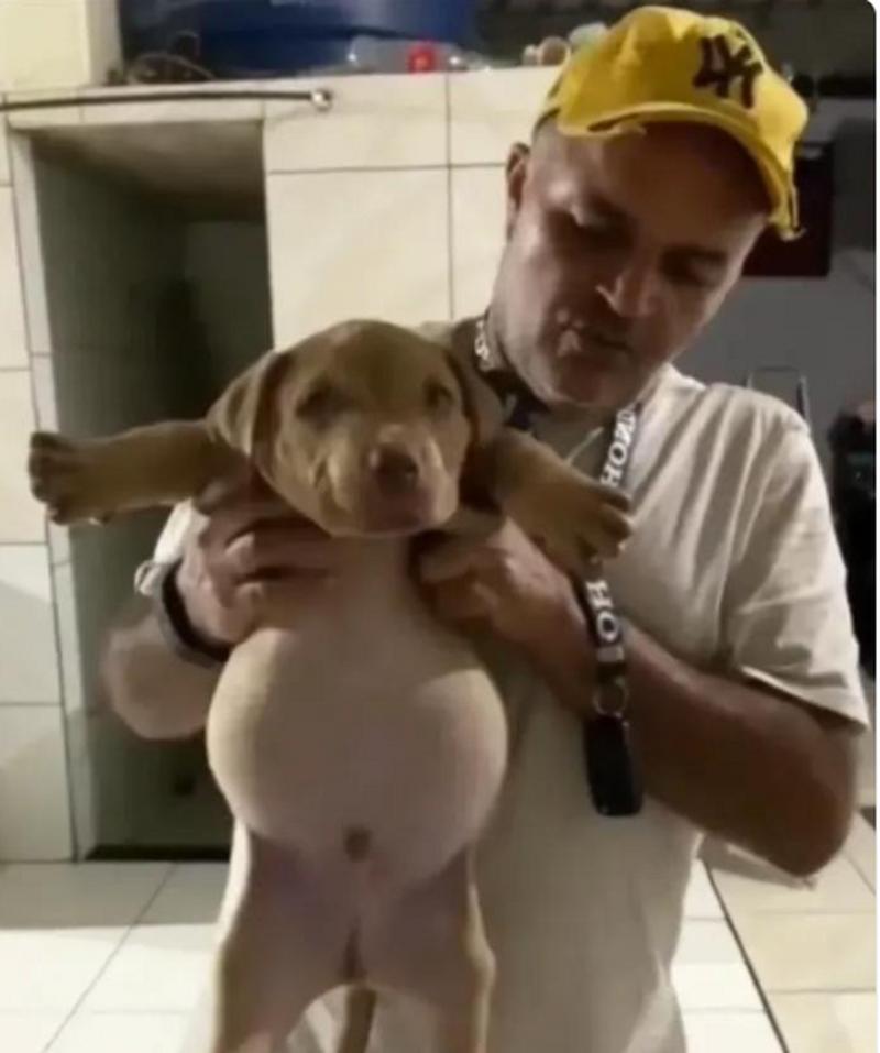  狗狗吃撑了怎么办，狗狗这几天不怎么吃饭怎么回事-第2张图片-后鲨宠物