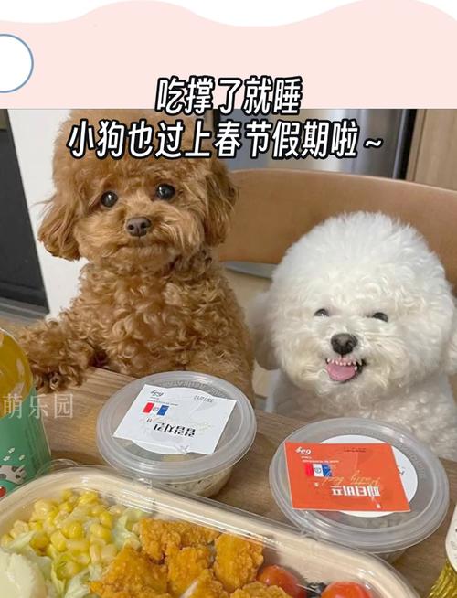  狗狗吃撑了怎么办，狗狗这几天不怎么吃饭怎么回事-第6张图片-后鲨宠物