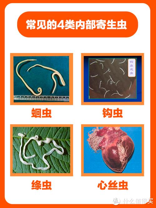 猫咪多大可以做驱虫，猫咪多大可以做驱虫打疫苗？-第2张图片-后鲨宠物