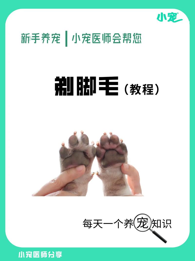 怎样给狗狗剪毛,怎样给狗狗剪毛它不咬人?-第2张图片-后鲨宠物 怎样给狗狗剪毛,怎样给狗狗剪毛它不咬人?-第2张图片-后鲨宠物