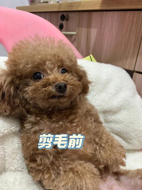 怎样给狗狗剪毛,怎样给狗狗剪毛它不咬人?-第3张图片-后鲨宠物 怎样给狗狗剪毛,怎样给狗狗剪毛它不咬人?-第3张图片-后鲨宠物