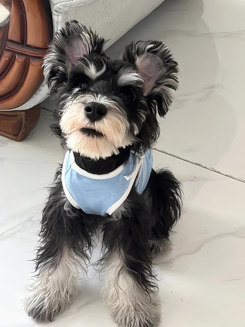 什么狗狗适合上班族养,哪些狗适合上班族养?-第2张图片-后鲨宠物 什么狗狗适合上班族养,哪些狗适合上班族养?-第2张图片-后鲨宠物