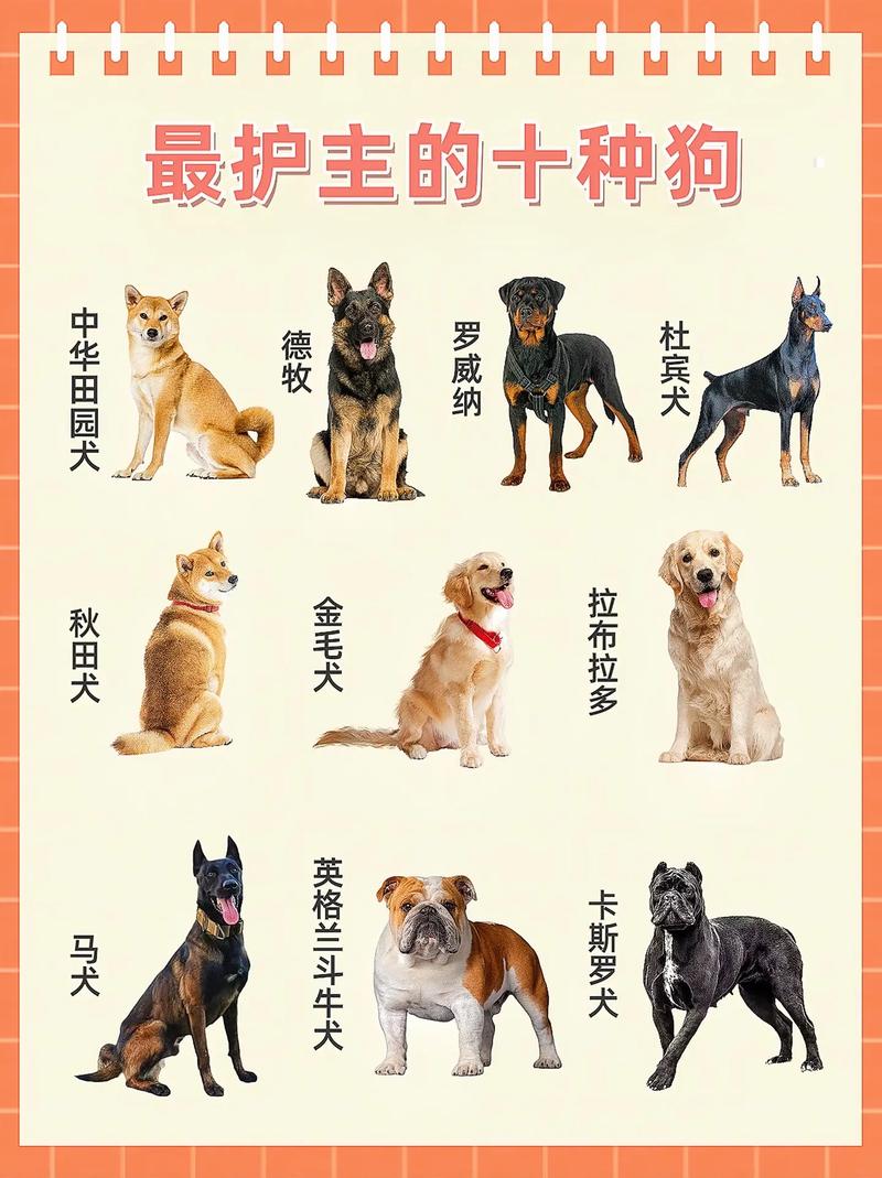 什么狗狗适合上班族养,哪些狗适合上班族养?-第4张图片-后鲨宠物 什么狗狗适合上班族养,哪些狗适合上班族养?-第4张图片-后鲨宠物