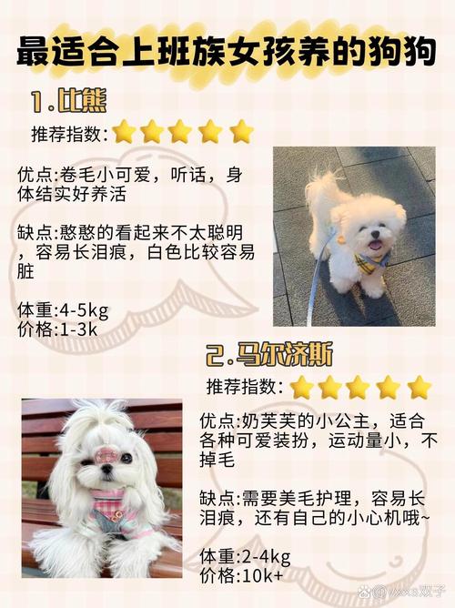 什么狗狗适合上班族养,哪些狗适合上班族养?-第5张图片-后鲨宠物 什么狗狗适合上班族养,哪些狗适合上班族养?-第5张图片-后鲨宠物