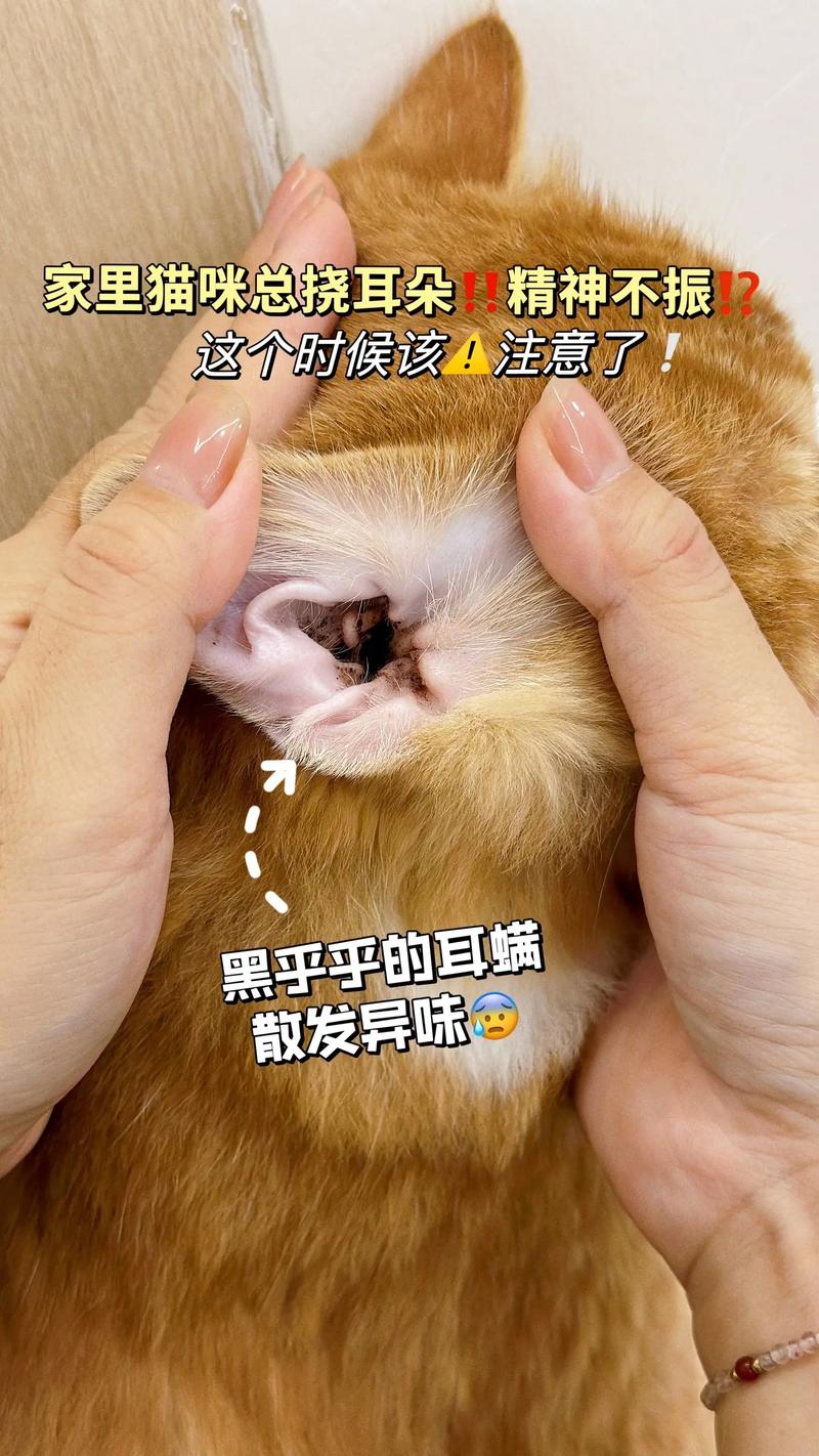猫咪洗耳液怎么用,猫咪洗耳液用多少-第1张图片-后鲨宠物 猫咪洗耳液怎么用,猫咪洗耳液用多少-第1张图片-后鲨宠物