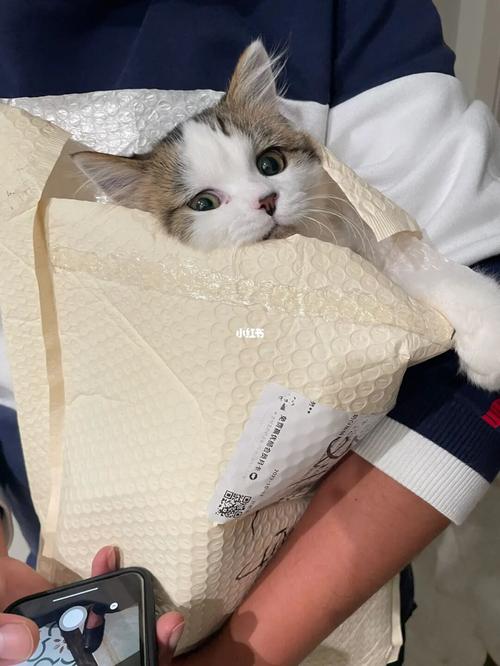  猫咪能吃咖喱吗，猫咪可以吃咖喱鸡吗?