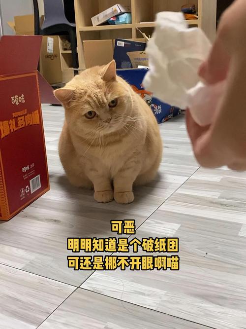 猫咪能吃咖喱吗,猫咪可以吃咖喱鸡吗?-第2张图片-后鲨宠物 猫咪能吃咖喱吗,猫咪可以吃咖喱鸡吗?-第2张图片-后鲨宠物