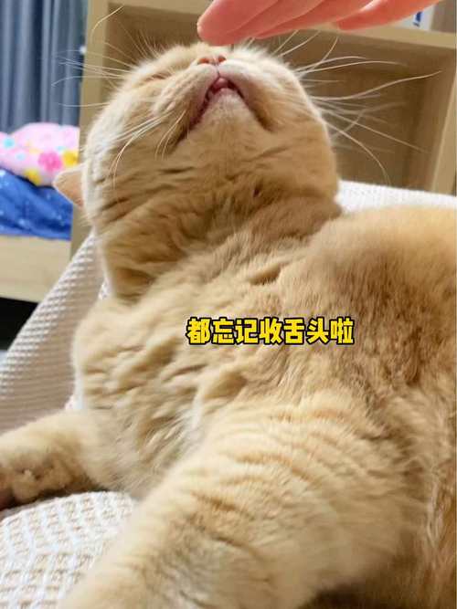 猫咪能吃咖喱吗,猫咪可以吃咖喱鸡吗?-第4张图片-后鲨宠物 猫咪能吃咖喱吗,猫咪可以吃咖喱鸡吗?-第4张图片-后鲨宠物