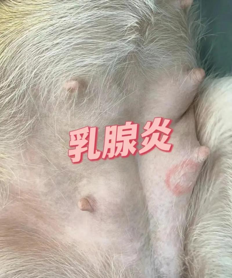 狗狗得了乳腺炎怎么办,狗狗得了乳腺炎怎么治-第6张图片-后鲨宠物 狗狗得了乳腺炎怎么办,狗狗得了乳腺炎怎么治-第6张图片-后鲨宠物