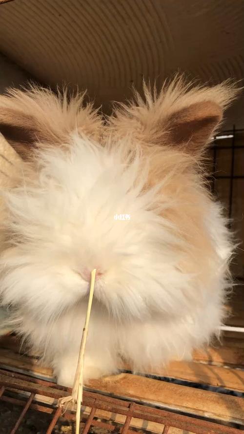 盖脸猫猫兔多少钱一只，盖脸猫猫兔的费用？