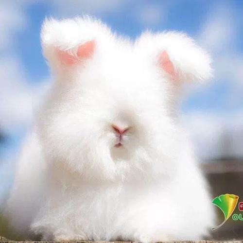 盖脸猫猫兔多少钱一只,盖脸猫猫兔的费用?-第3张图片-后鲨宠物 盖脸猫猫兔多少钱一只,盖脸猫猫兔的费用?-第3张图片-后鲨宠物