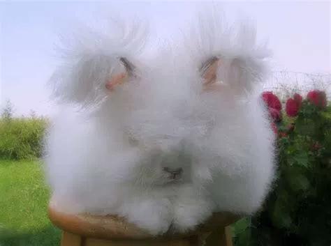 盖脸猫猫兔多少钱一只,盖脸猫猫兔的费用?-第4张图片-后鲨宠物 盖脸猫猫兔多少钱一只,盖脸猫猫兔的费用?-第4张图片-后鲨宠物