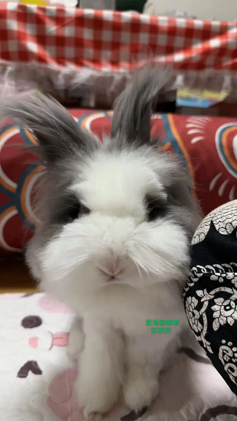 盖脸猫猫兔多少钱一只,盖脸猫猫兔的费用?-第5张图片-后鲨宠物 盖脸猫猫兔多少钱一只,盖脸猫猫兔的费用?-第5张图片-后鲨宠物