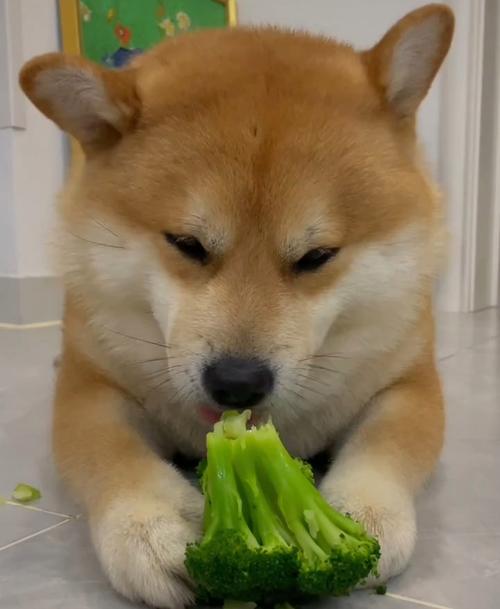 狗狗能吃莴笋叶吗,狗狗能吃莴笋叶吗有营养吗-第1张图片-后鲨宠物 狗狗能吃莴笋叶吗,狗狗能吃莴笋叶吗有营养吗-第1张图片-后鲨宠物