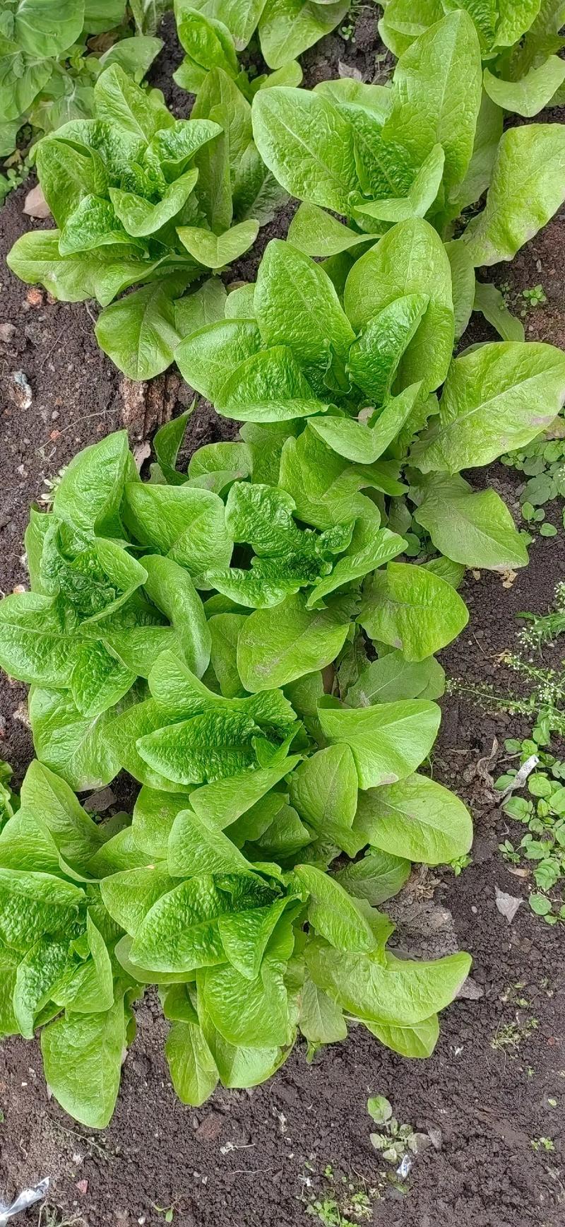 狗狗能吃莴笋叶吗,狗狗能吃莴笋叶吗有营养吗-第5张图片-后鲨宠物 狗狗能吃莴笋叶吗,狗狗能吃莴笋叶吗有营养吗-第5张图片-后鲨宠物