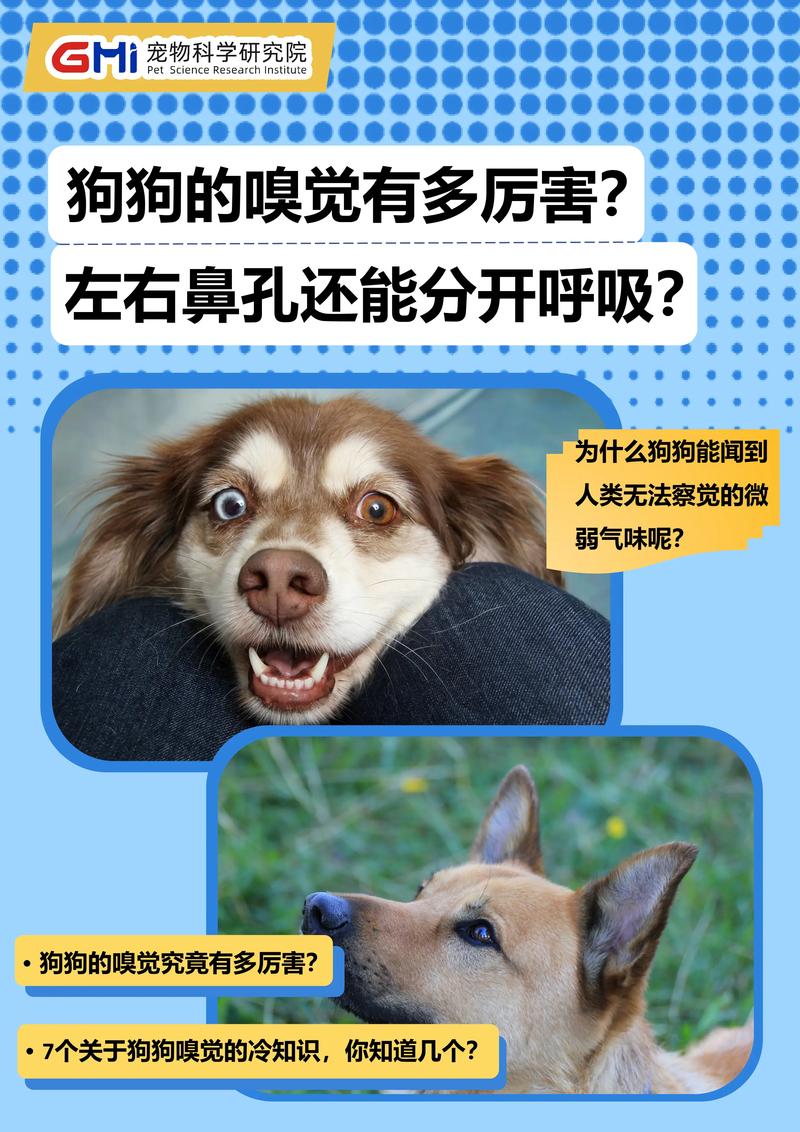 狗狗大喘气多久能生产,狗狗喘粗气多久生产-第4张图片-后鲨宠物 狗狗大喘气多久能生产,狗狗喘粗气多久生产-第4张图片-后鲨宠物