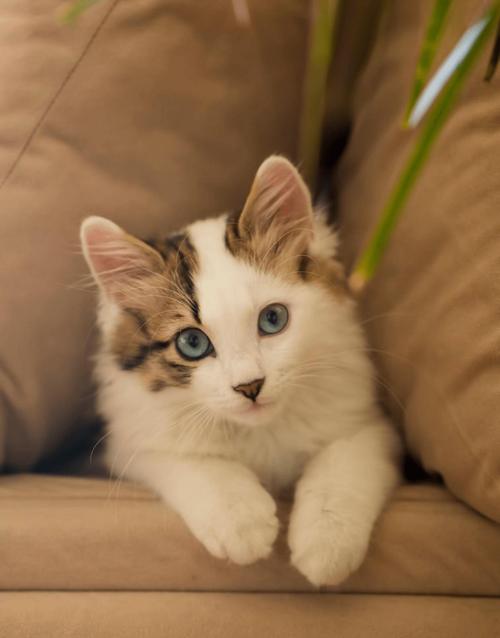 猫猫多大开始发情,猫多大了才会发情?-第2张图片-后鲨宠物 猫猫多大开始发情,猫多大了才会发情?-第2张图片-后鲨宠物