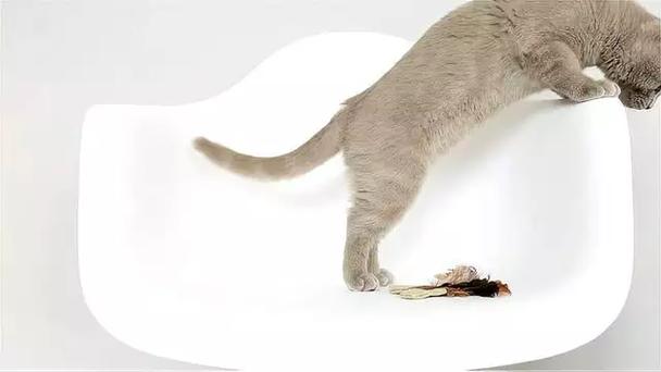 猫猫多大开始发情,猫多大了才会发情?-第6张图片-后鲨宠物 猫猫多大开始发情,猫多大了才会发情?-第6张图片-后鲨宠物