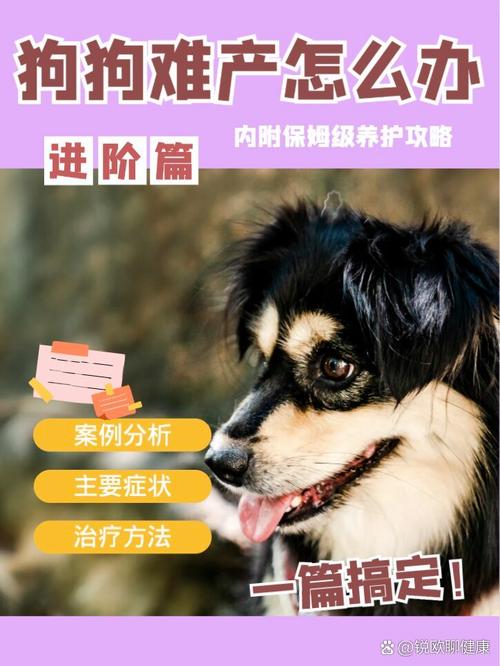 如何帮狗狗助产_如何帮狗狗助产视频教程-第3张图片-后鲨宠物