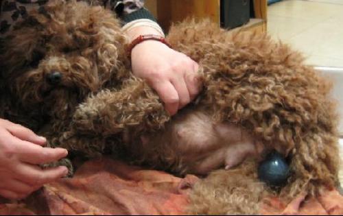 如何帮狗狗助产_如何帮狗狗助产视频教程-第6张图片-后鲨宠物