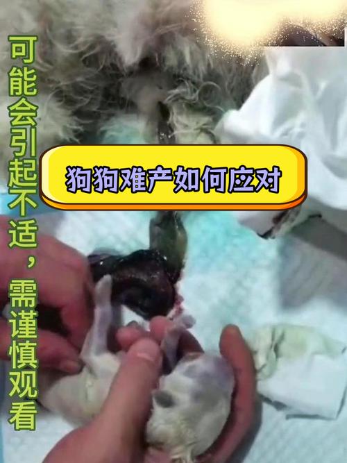 如何帮狗狗助产_如何帮狗狗助产视频教程-第5张图片-后鲨宠物