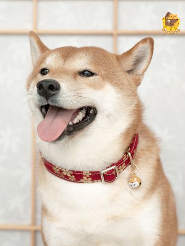 狗狗带铃铛好不好，狗狗戴铃铛辟邪吗？