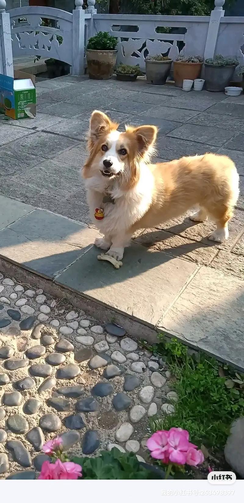 狗狗带铃铛好不好，狗狗戴铃铛辟邪吗？-第6张图片-后鲨宠物