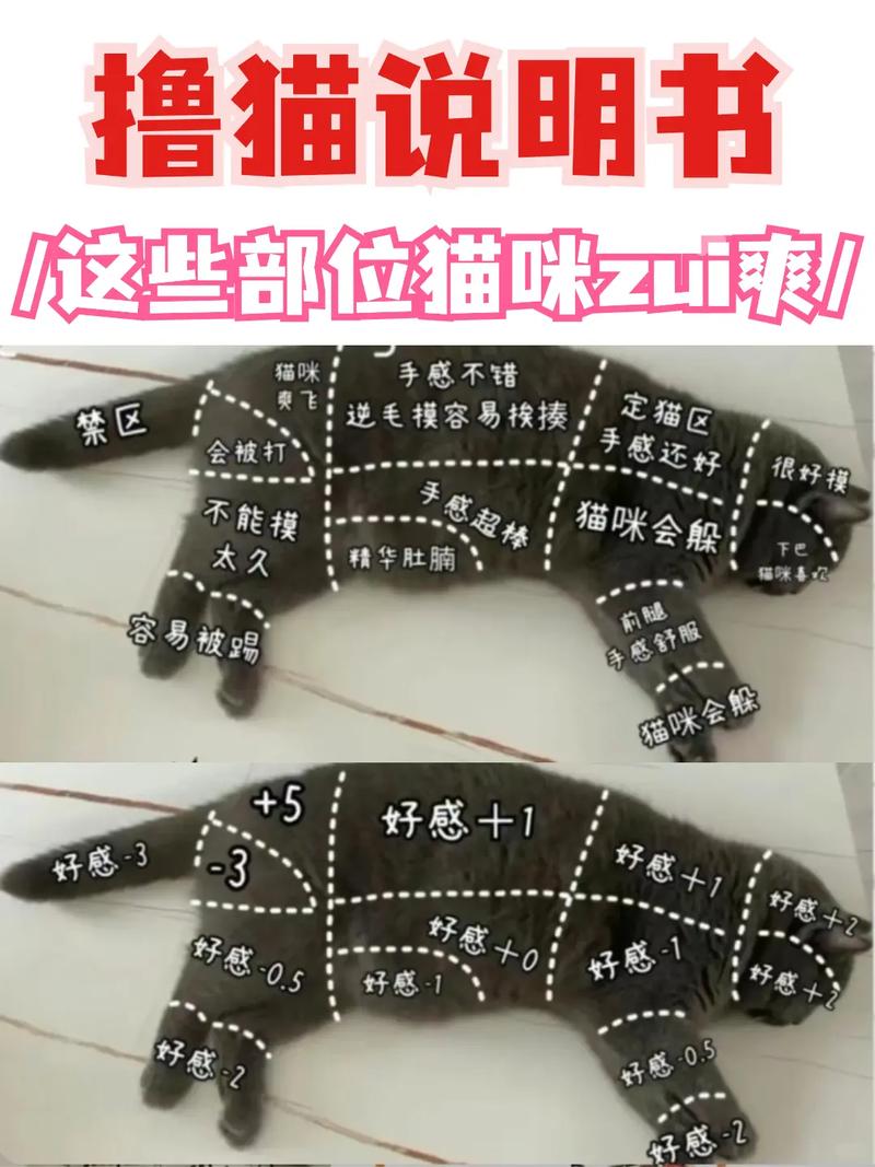 猫咪不让摸爪子,猫咪不让摸爪子怎么办-第4张图片-后鲨宠物 猫咪不让摸爪子,猫咪不让摸爪子怎么办-第4张图片-后鲨宠物