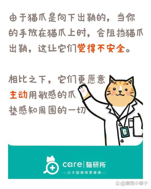 猫咪不让摸爪子,猫咪不让摸爪子怎么办-第5张图片-后鲨宠物 猫咪不让摸爪子,猫咪不让摸爪子怎么办-第5张图片-后鲨宠物