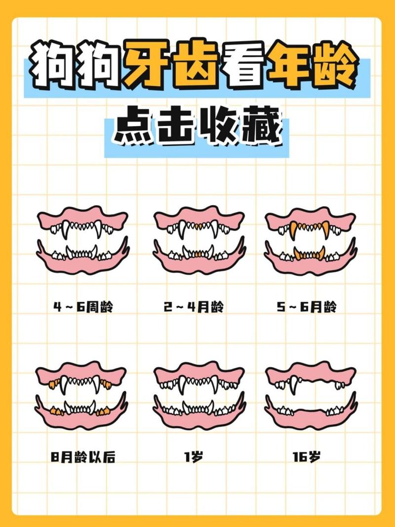 狗狗几个月可以刷牙，狗狗几个月开始可以刷牙？-第4张图片-后鲨宠物