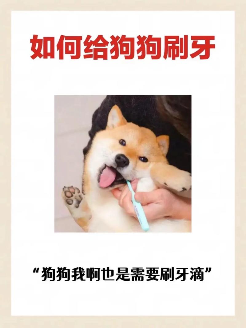 狗狗几个月可以刷牙，狗狗几个月开始可以刷牙？-第5张图片-后鲨宠物