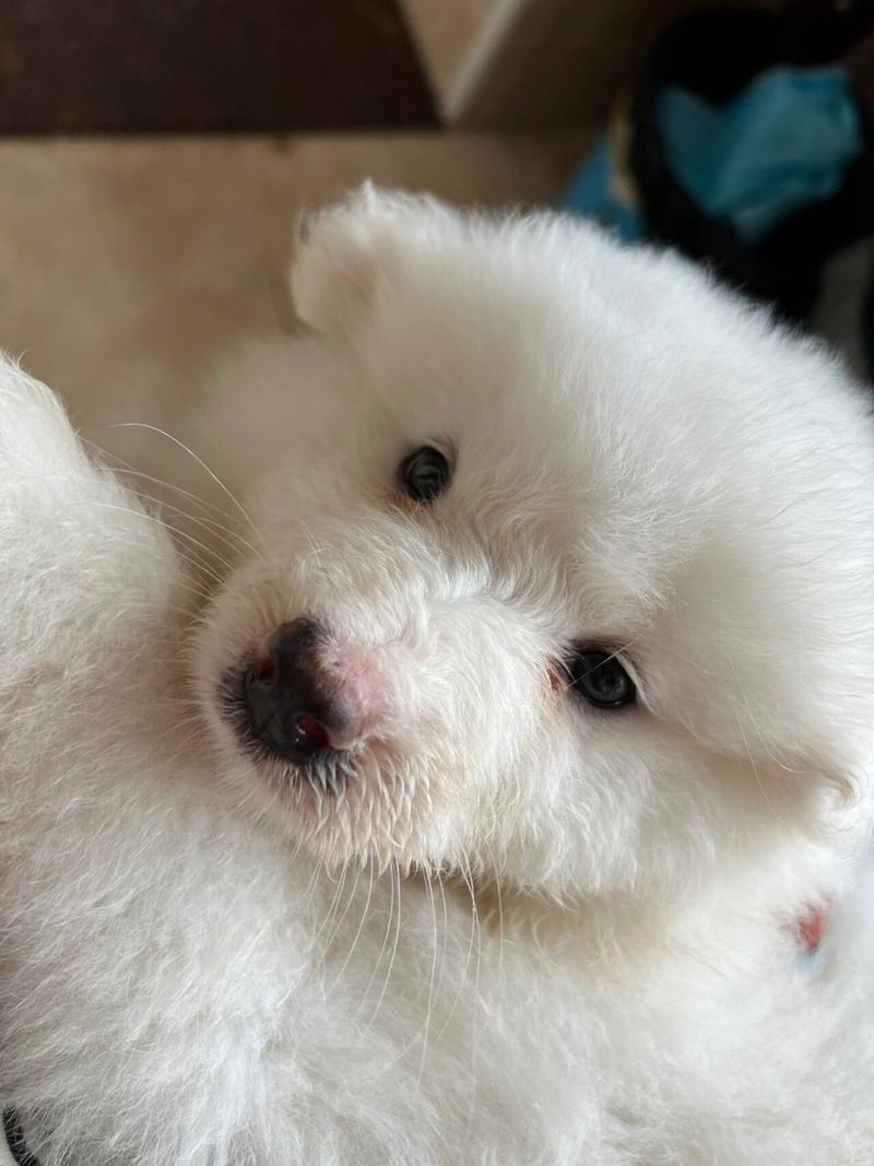 狗狗几个月可以刷牙，狗狗几个月开始可以刷牙？-第6张图片-后鲨宠物