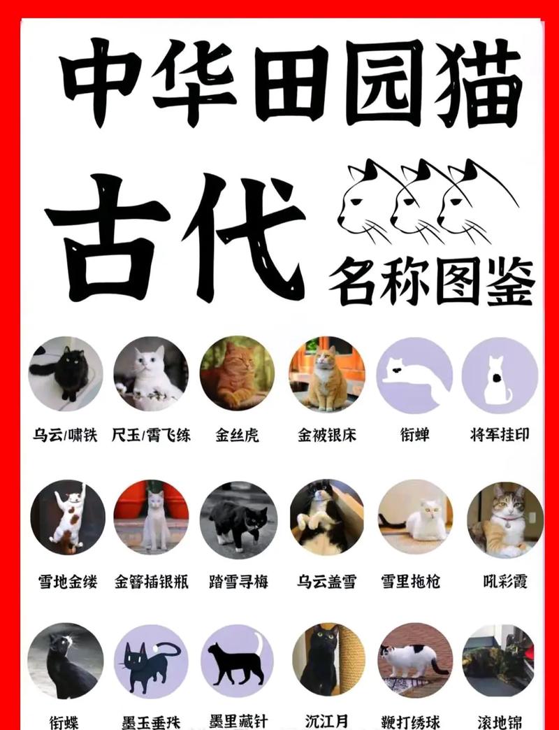 宠物猫咪名字大全可爱_宠物猫咪名字大全可爱女-第3张图片-后鲨宠物 宠物猫咪名字大全可爱_宠物猫咪名字大全可爱女-第3张图片-后鲨宠物