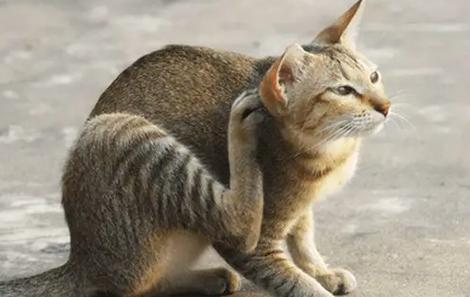  猫咪经常挠耳朵，猫咪经常挠耳朵怎么回事