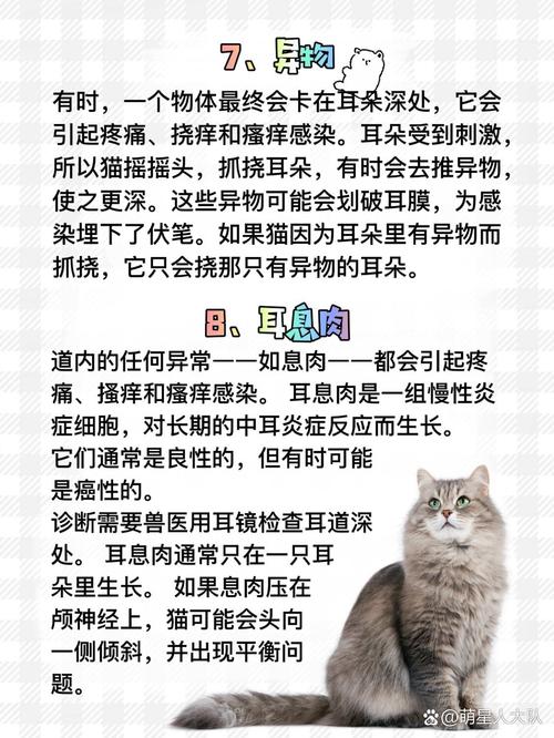 猫咪经常挠耳朵,猫咪经常挠耳朵怎么回事-第4张图片-后鲨宠物 猫咪经常挠耳朵,猫咪经常挠耳朵怎么回事-第4张图片-后鲨宠物