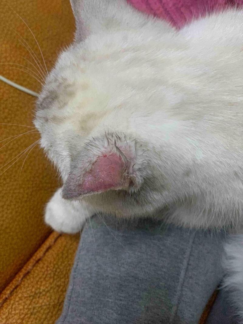 猫咪经常挠耳朵,猫咪经常挠耳朵怎么回事-第5张图片-后鲨宠物 猫咪经常挠耳朵,猫咪经常挠耳朵怎么回事-第5张图片-后鲨宠物