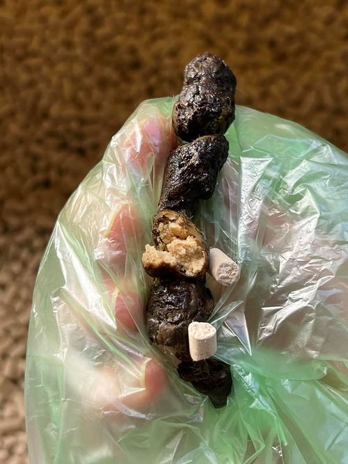 猫咪拉白色的屎,猫咪拉白色的屎肛门外翻怎么回事-第5张图片-后鲨宠物 猫咪拉白色的屎,猫咪拉白色的屎肛门外翻怎么回事-第5张图片-后鲨宠物