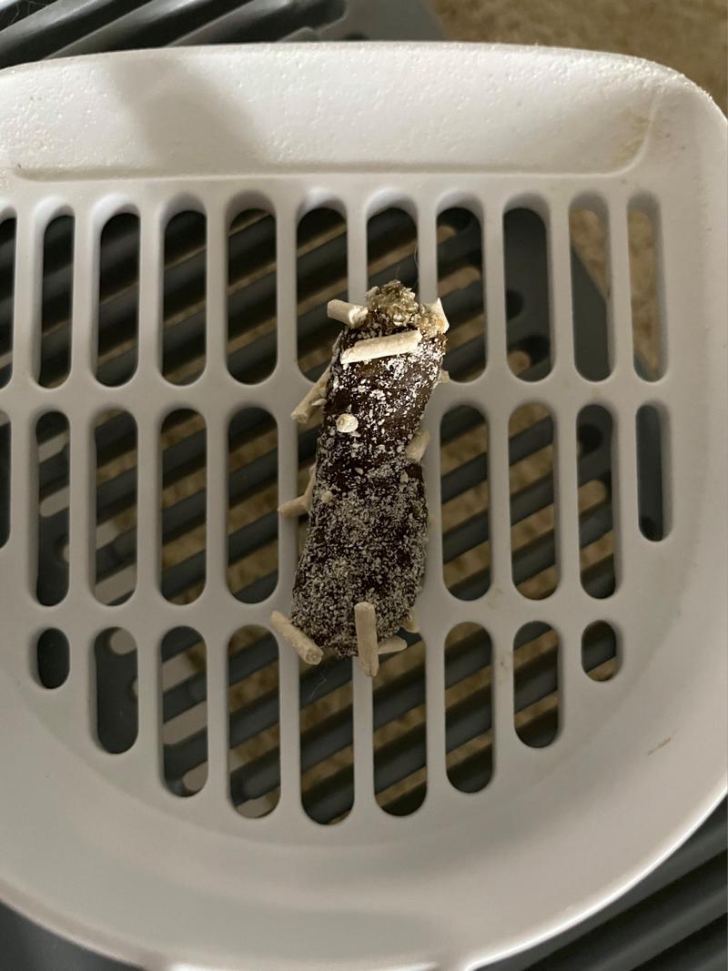 猫咪拉白色的屎,猫咪拉白色的屎肛门外翻怎么回事-第6张图片-后鲨宠物 猫咪拉白色的屎,猫咪拉白色的屎肛门外翻怎么回事-第6张图片-后鲨宠物