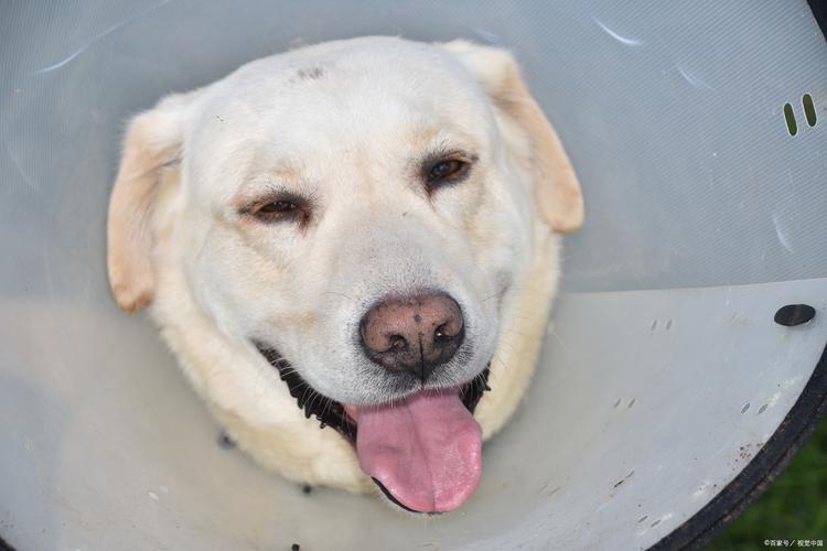 狗狗可以吃韭菜饺子吗_狗狗能吃韭菜馅饺子吗-第2张图片-后鲨宠物