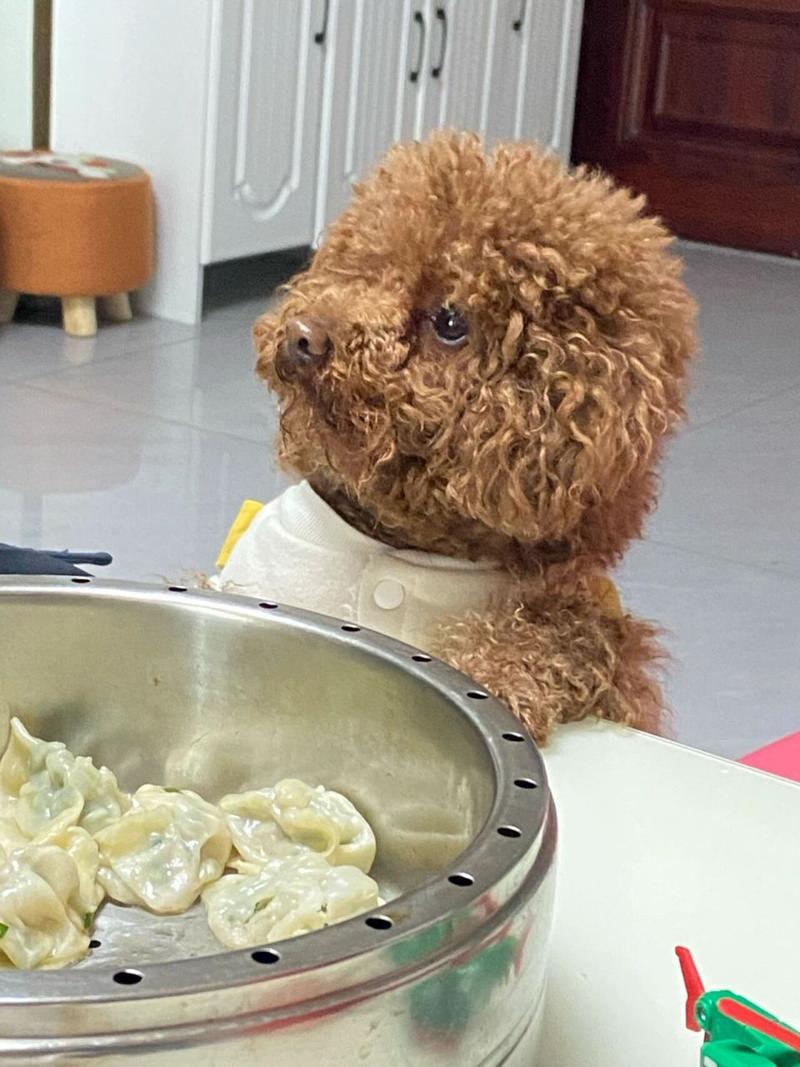 狗狗可以吃韭菜饺子吗_狗狗能吃韭菜馅饺子吗-第5张图片-后鲨宠物
