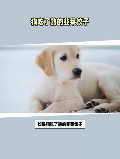 狗狗可以吃韭菜饺子吗_狗狗能吃韭菜馅饺子吗-第6张图片-后鲨宠物