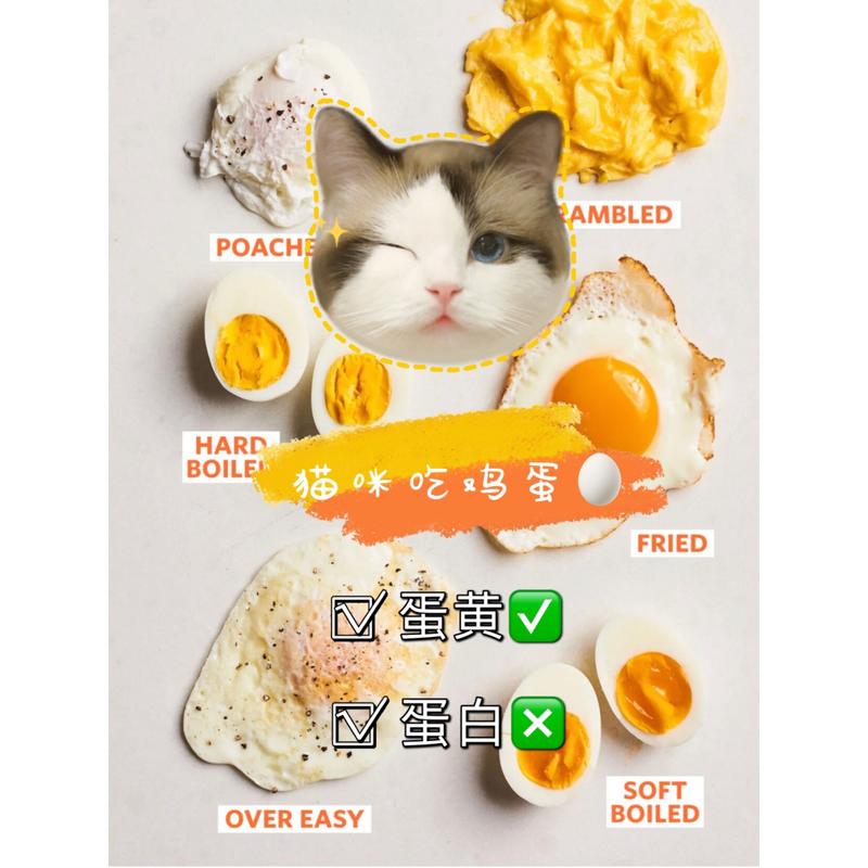 猫猫可以吃蛋黄吗_猫猫可以吃蛋黄吗有营养吗