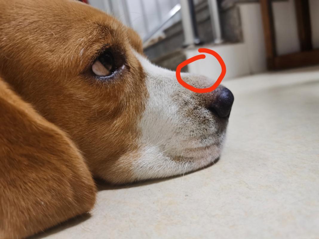 狗狗鼻子肿了怎么回事,狗狗鼻子肿起来了怎么回事-第1张图片-后鲨宠物 狗狗鼻子肿了怎么回事,狗狗鼻子肿起来了怎么回事-第1张图片-后鲨宠物