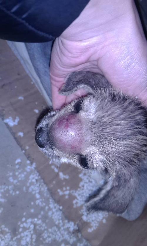 狗狗鼻子肿了怎么回事,狗狗鼻子肿起来了怎么回事-第5张图片-后鲨宠物 狗狗鼻子肿了怎么回事,狗狗鼻子肿起来了怎么回事-第5张图片-后鲨宠物