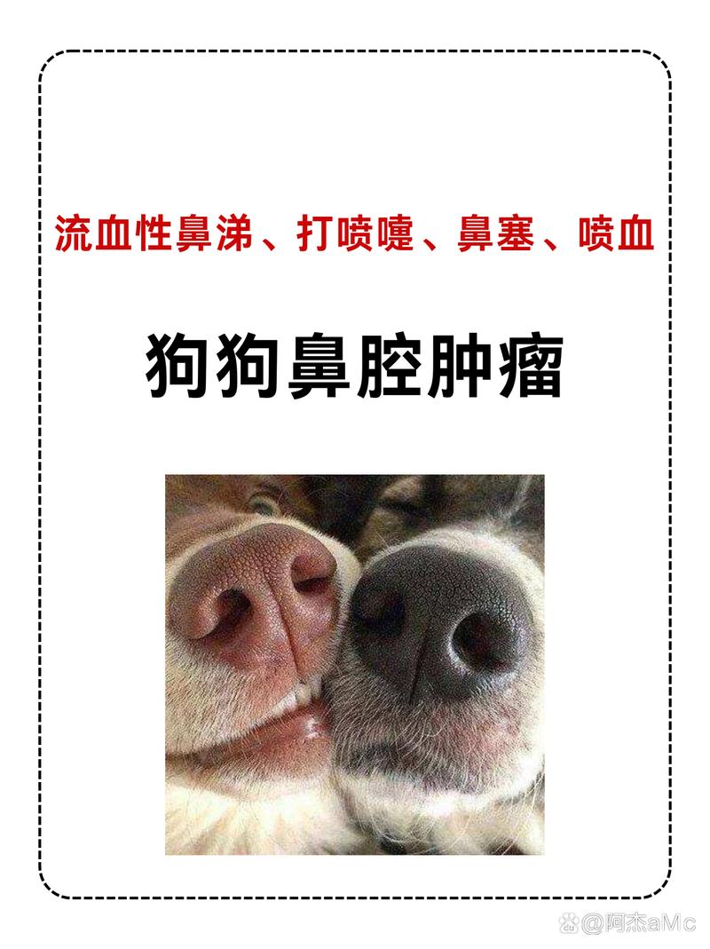 狗狗鼻子肿了怎么回事,狗狗鼻子肿起来了怎么回事-第6张图片-后鲨宠物 狗狗鼻子肿了怎么回事,狗狗鼻子肿起来了怎么回事-第6张图片-后鲨宠物