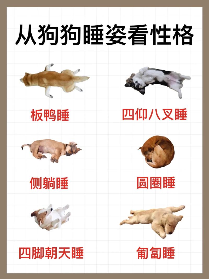  狗狗每天要睡多久，狗狗每天需要睡多少小时